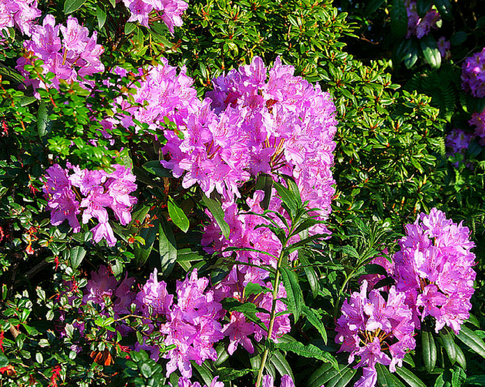 Rhododendron  Flickr - Photo Sharing! (696x555, 1083Kb)