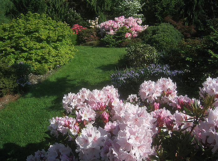 Rhododendron 'Redwood'  Flickr - Photo Sharing! (700x518, 957Kb)