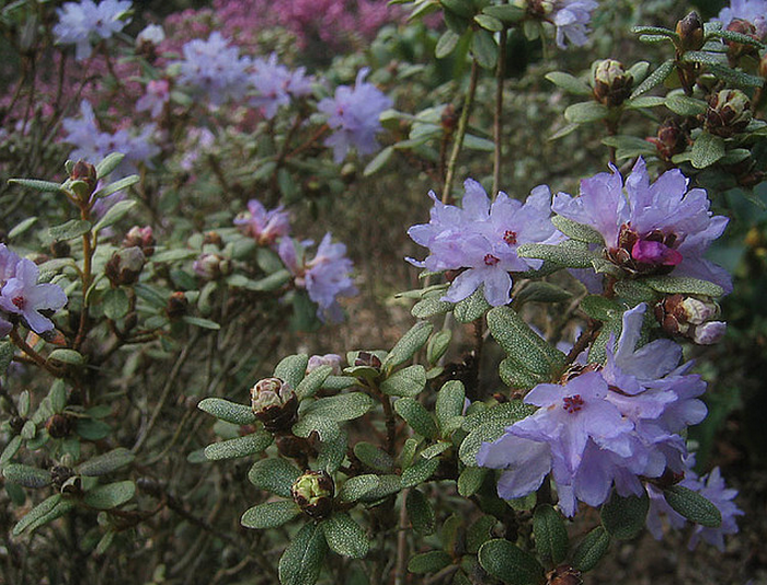 Rhododendron intricatum  Flickr - Photo Sharing! (700x534, 980Kb)