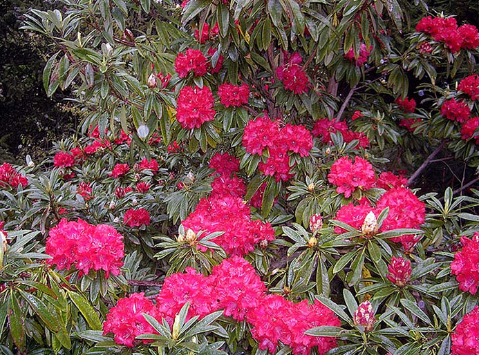 Rhododendron kendrickii 1a  Flickr - Photo Sharing! (693x514, 1011Kb)