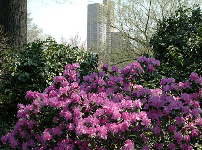 BBG Rhododendrons  Flickr - Photo Sharing! (700x519, 965Kb)