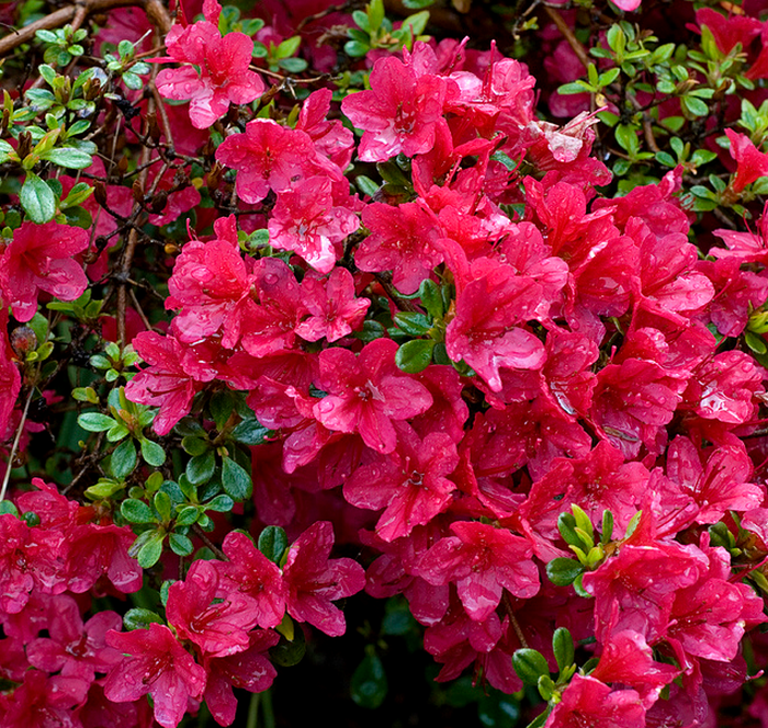 Rhododendron bush  Flickr - Photo Sharing! (700x664, 1216Kb)