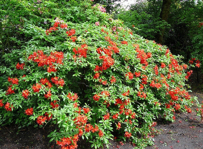 Dark orange rhododendron bush  Flickr - Photo Sharing! (700x515, 1019Kb)