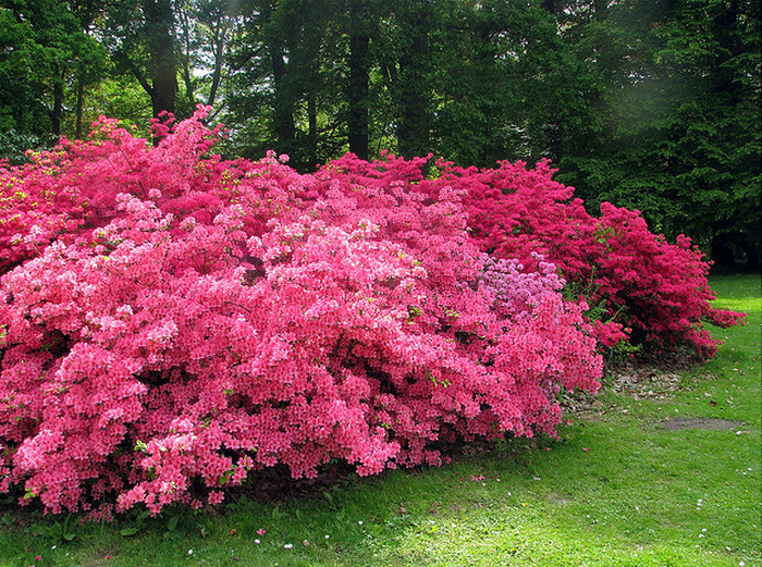 Pink rhododendron bush  Flickr - Photo Sharing! (700x521, 1016Kb)