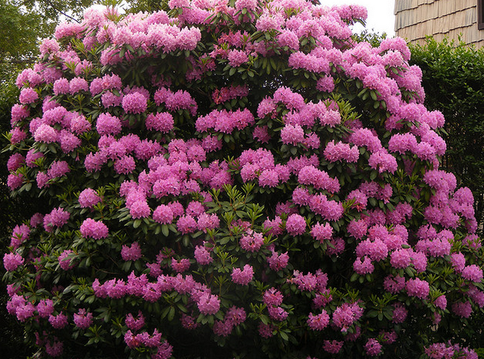 Giant Rhododendron Bush  Flickr - Photo Sharing! (700x519, 970Kb)