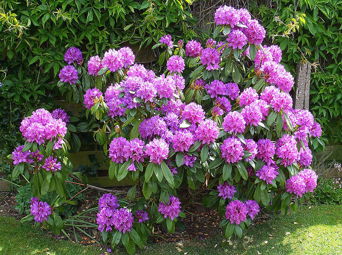 Rhododendron Bush  Flickr - Photo Sharing! (700x522, 1033Kb)