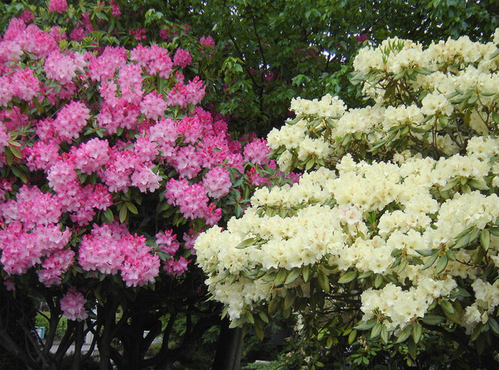 Pink and Yellow Rhododendrons  Flickr - Photo Sharing! (700x520, 983Kb)