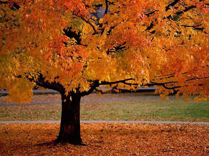 An Autumn Beauty (700x525, 123Kb)