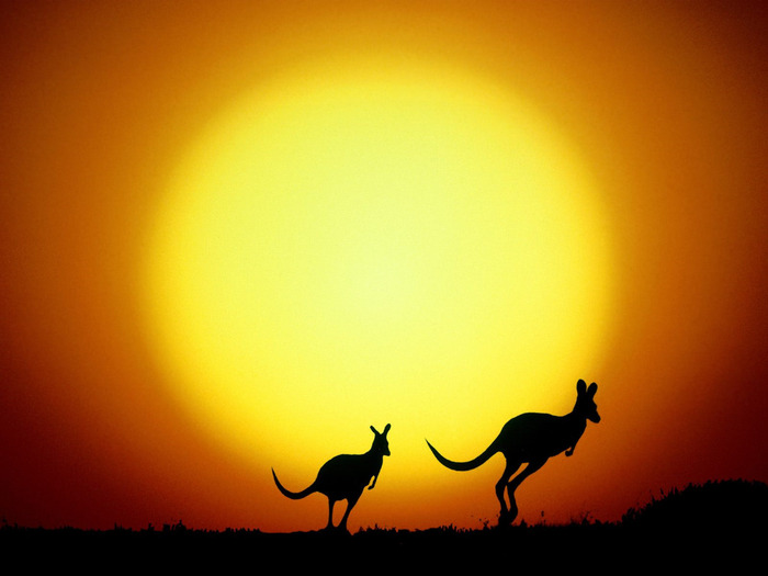The Kangaroo Hop, Australia (700x525, 65Kb)