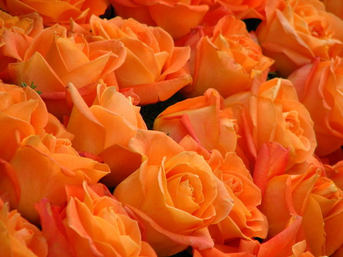74966617_large_73321445_31105261_1219545948_orange_roses_by_melloncolliebaby1 (700x525, 110Kb)