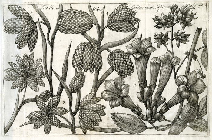 arena_cultura_dei_fiori-fritillaria (700x462, 161Kb)