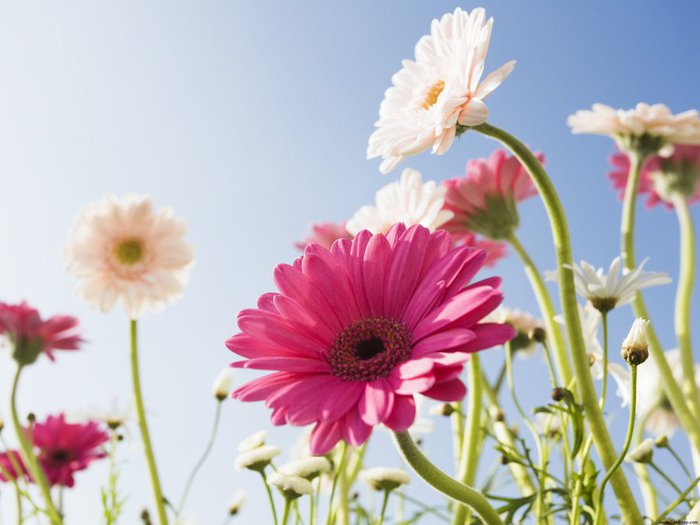 Blue_Sky_and_Flowers (700x525, 52Kb)