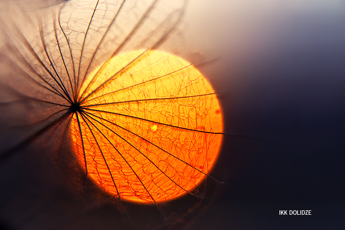 2208959 (700x467, 263Kb)