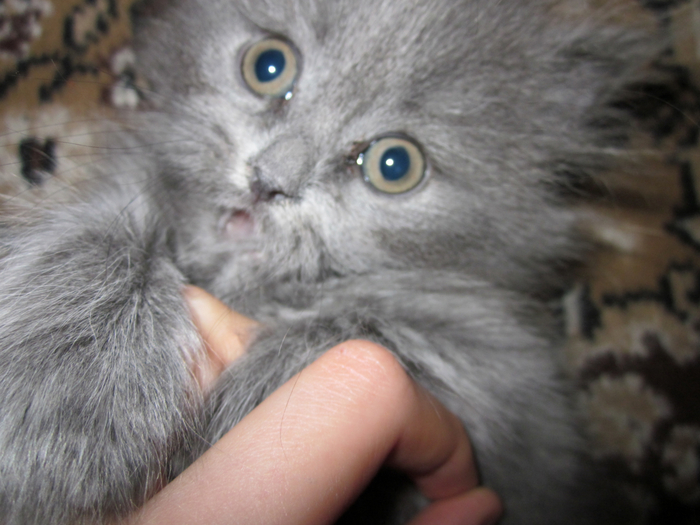 IMG_0002 (700x525, 350Kb)