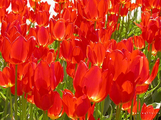 red2 (550x413, 65Kb)