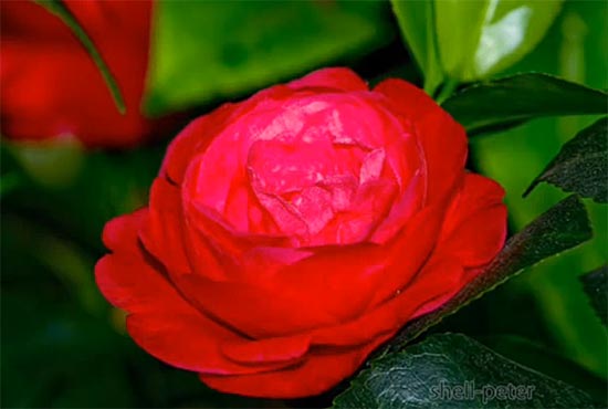 red4 (550x370, 25Kb)