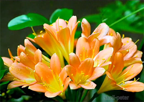 orange1 (550x389, 49Kb)