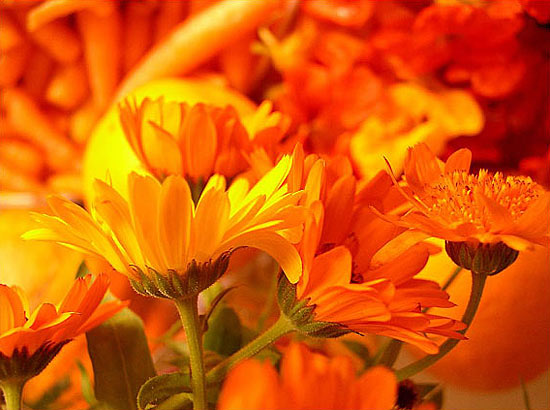 orange6 (550x410, 55Kb)