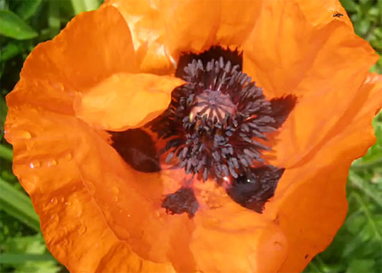 orange5 (550x394, 39Kb)