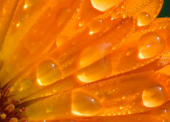 orange2 (550x394, 33Kb)