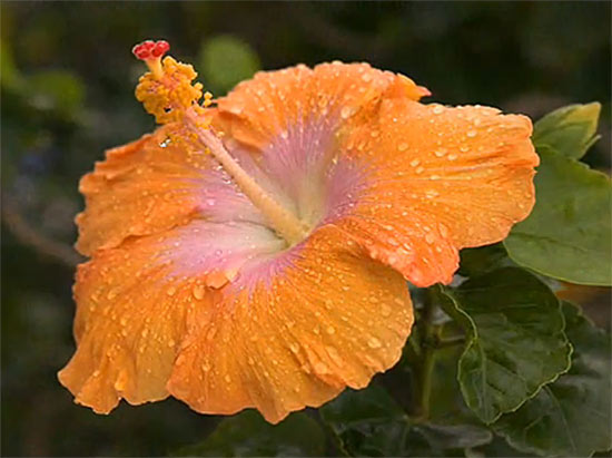orange4 (550x411, 45Kb)