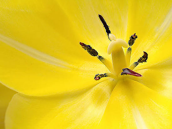yellow6 (550x414, 34Kb)