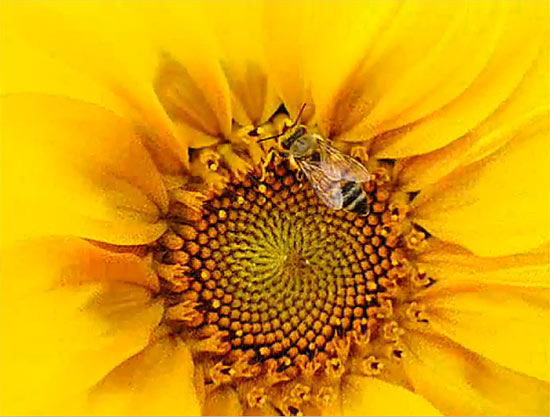yellow (550x417, 53Kb)
