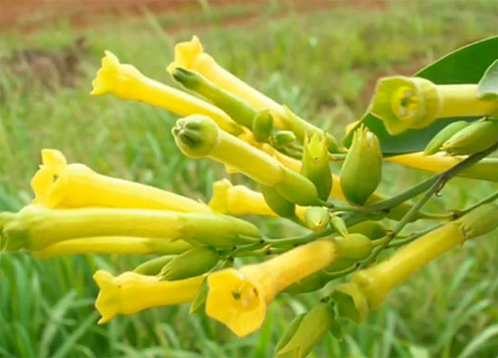 yellow5 (550x396, 41Kb)