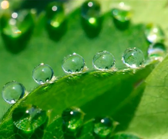 green5 (550x455, 38Kb)