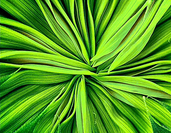 green (550x427, 112Kb)