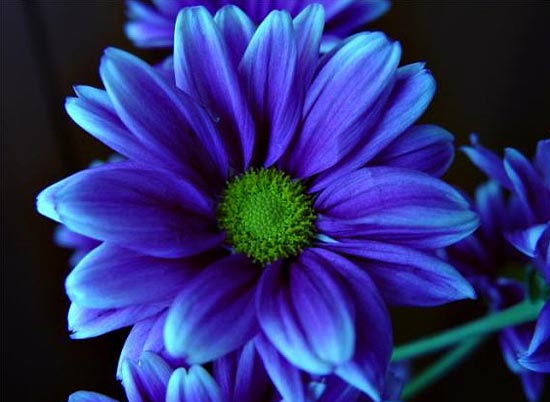 dark_blue (550x402, 35Kb)
