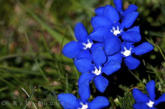 dark_blue5 (550x365, 32Kb)