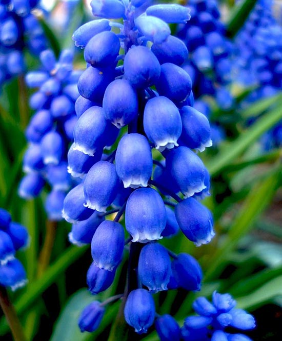 dark_blue3 (550x665, 62Kb)