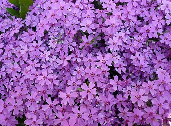 violet4 (550x408, 87Kb)