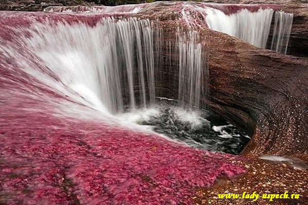     //4423325_Cano_Cristales4 (599x399, 107Kb)