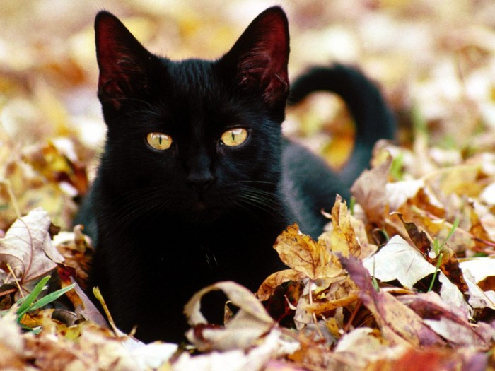 Animals_Cats__004301_ (700x525, 88Kb)