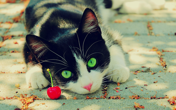 55978115_1267674289_Cherries_are_Toys_by_Berryness (600x375, 405Kb)