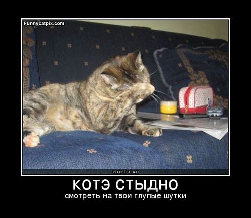 kote-stydno_1296055545 (500x434, 34Kb)