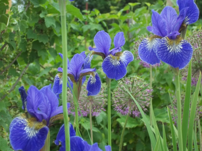 232 (700x525, 140Kb)