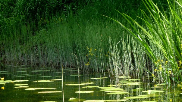 4159622_x_35483887 (604x340, 108Kb)