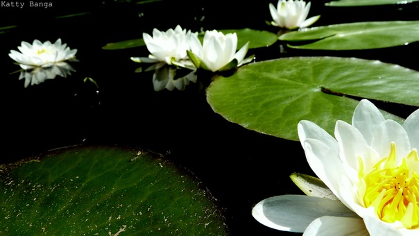 4159622_x_f661f51c (604x340, 56Kb)