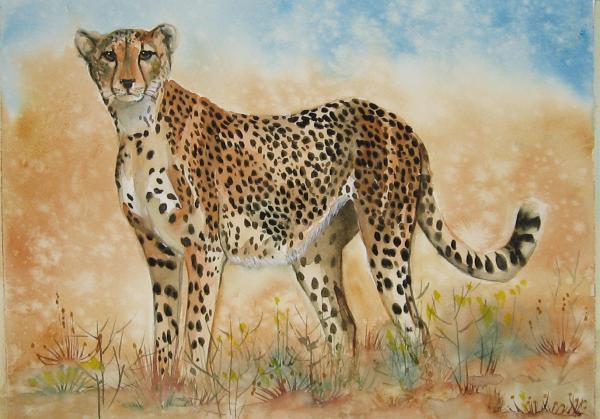 cheetah-gina-hall_002 (600x419, 47Kb)