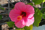  DSC_0077 (700x468, 383Kb)