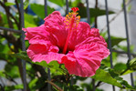  DSC_0078 (700x468, 395Kb)