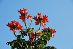  DSC_0151 (700x468, 422Kb)