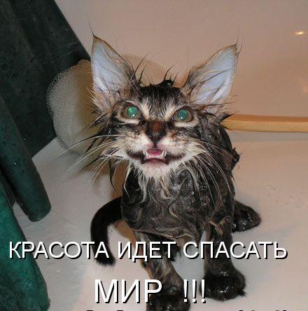 KRASOTA_SPASET_MIR.jpg (442×462) (440x444, 33Kb)