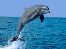 dolphin (220x165, 60Kb)