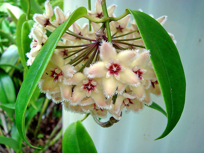 buotoii HOYA BUOTII (700x525, 529Kb)