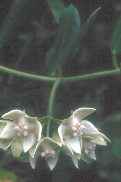 HOYA IMPERIALIS alba (466x700, 89Kb)