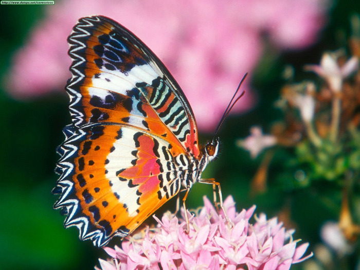 Animals Butterflies_Red Lacewing Butterfly (700x525, 136Kb)